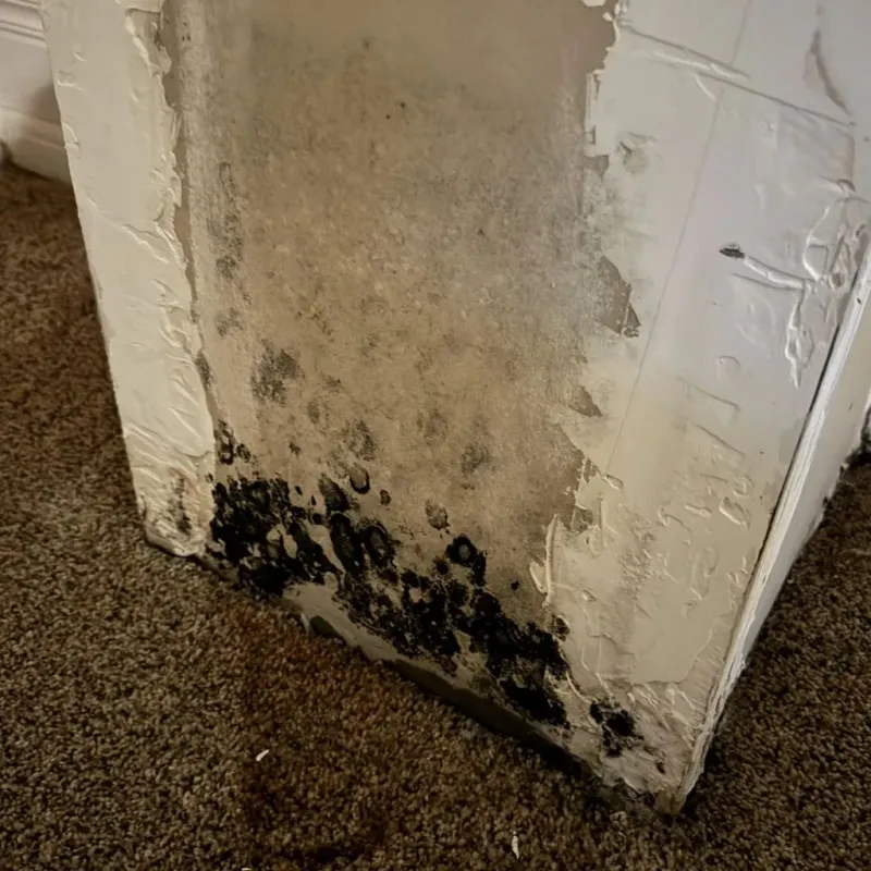 Professional Mold Removal in Edwardsburg, MI